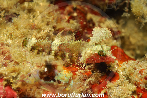 Lembeh strait, Sulawesi, Indonesia, Foetorepus sp., Foetorepus, Callionymidae, Dragonet, Fish
