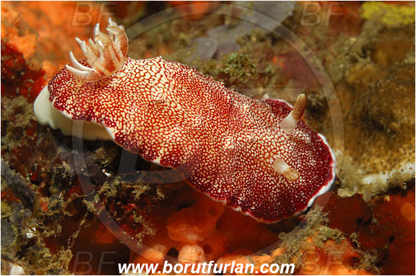 Lembeh strait, Sulawesi, Indonesia, Goniobranchus reticulatus, Goniobranchus, Chromodorididae, Red Reticulate Nudibranch, Nudibranch, Sea slug, Gastropoda, Mollusca, Mollusc