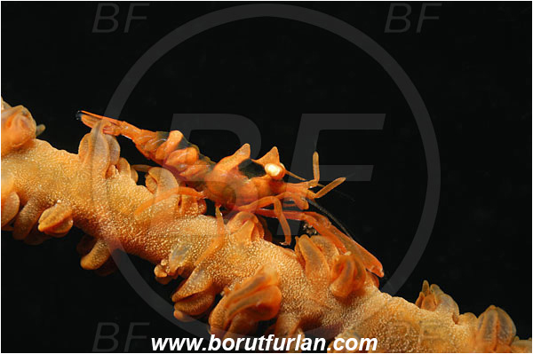 Lembeh strait, Sulawesi, Indonesia, Dasycaris zanzibarica, Dasycaris, Palaemonidae, Decapoda, Zanzibar Whip Coral Shrimp, Shrimp, Crustacea, Crustacean