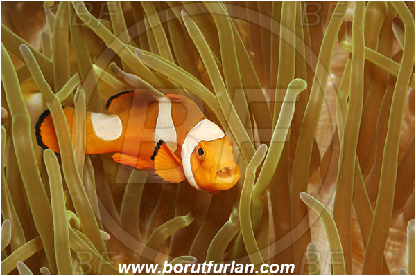 Lembeh strait, Sulawesi, Indonesia, Amphiprion ocellaris, Amphiprion, Pomacentridae, False Anemonefish, Anemonefish, Clownfish, Fish