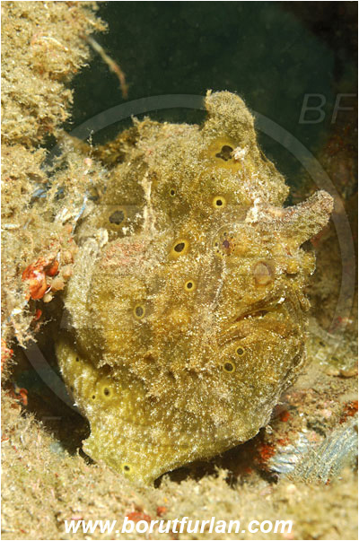 Lembeh strait, Sulawesi, Indonesia, Antennarius commerson, Antennarius, Antennariidae, Commerson
