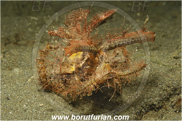 Lembeh strait, Sulawesi, Indonesia, Pteroidichthys amboinensis, Pteroidichthys, Scorpaenidae, Ambon scorpionfish, Scorpionfish, Fish