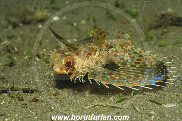 Lembeh strait, Sulawesi, Indonesia, Dactyloptena orientalis, Dactyloptena, Dactylopteridae, Oriental flying gurnard, Flying gurnard, Fish