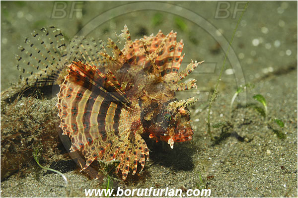 Lembeh strait, Sulawesi, Indonesia, Dendrochirus zebra, Dendrochirus, Scorpaenidae, Zebra lionfish, Lionfish, Fish, Scorpionfish