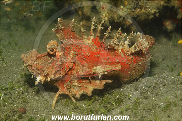 Lembeh strait, Sulawesi, Indonesia, Inimicus sp., Inimicus, Synanceiidae, Filament-finned stinger, Devil Stinger, Scorpionfish, Fish