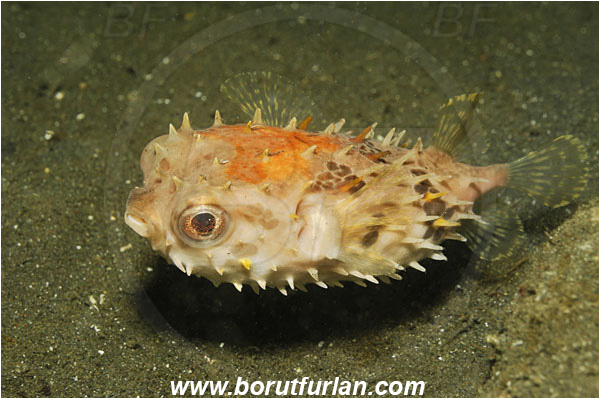 Lembeh strait, Sulawesi, Indonesia, Diodon liturosus, Diodon, Diodontidae, Black-blotched porcupinefish, Porcupinefish, Fish, Juvenile