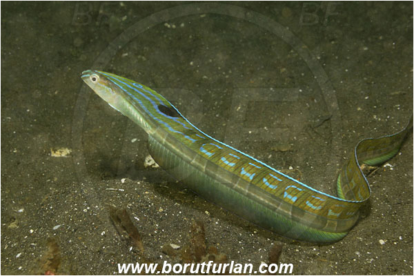 Lembeh strait, Sulawesi, Indonesia, Xiphasia setifer, Xiphasia, Blenniidae, Hairtail Blenny, Blenny, Fish