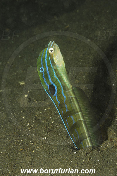 Lembeh strait, Sulawesi, Indonesia, Xiphasia setifer, Xiphasia, Blenniidae, Hairtail Blenny, Blenny, Fish, Portrait
