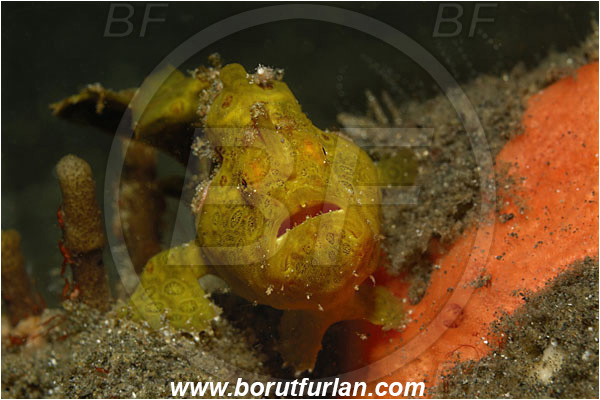 Lembeh strait, Sulawesi, Indonesia, Antennarius maculatus, Antennarius, Antennariidae, Warty frogfish, Frogfish, Fish, Portrait