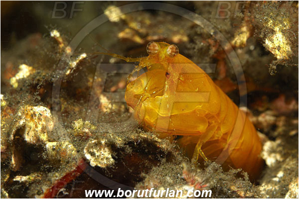 Lembeh strait, Sulawesi, Indonesia, Pseudosquilla ciliata, Pseudosquilla, Pseudosquillidae, Crustacea, Crustacean, Stomatopoda, Stomatopod, Mantis Shrimp