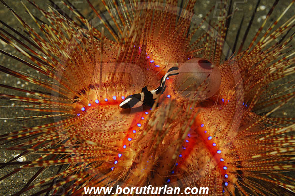 Lembeh strait, Sulawesi, Indonesia, Haemulidae, Sweetlips, Fish, Juvenile, Unidentified, Astropyga radiata, Astropyga, Diadematidae, Red fire urchin, Sea Urchin, Echinoidea, Echinodermata, Echinoderm, Echinothuriidae, Symbiosis