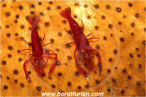 Lembeh strait, Sulawesi, Indonesia, Periclimenes imperator, Periclimenes, Palaemonidae, Decapoda, Emperor Shrimp, Shrimp, Crustacea, Crustacean