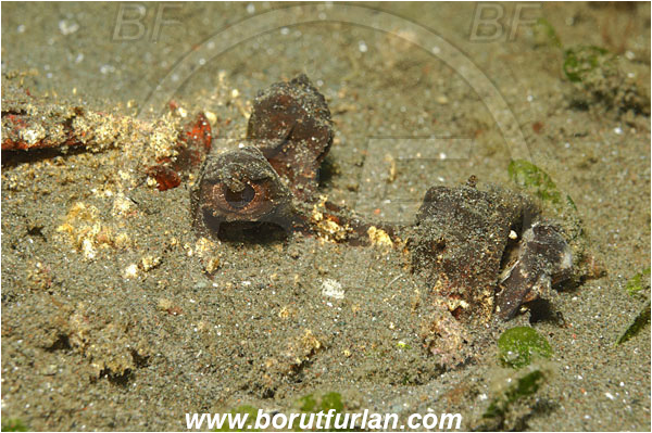 Lembeh strait, Sulawesi, Indonesia, Inimicus sp., Inimicus, Synanceiidae, Filament-finned stinger, Devil Stinger, Scorpionfish, Fish, Portrait