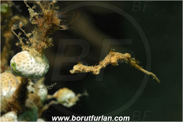 Lembeh strait, Sulawesi, Indonesia, Kyonemichthys rumengani, Kyonemichthys, Syngnathidae, Thread pipefish, Pipefish, Fish