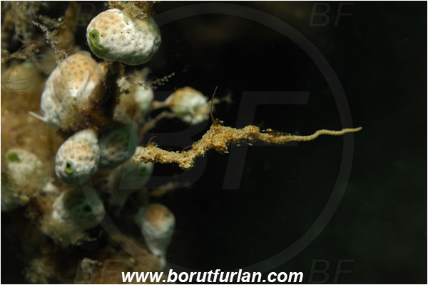 Lembeh strait, Sulawesi, Indonesia, Kyonemichthys rumengani, Kyonemichthys, Syngnathidae, Thread pipefish, Pipefish, Fish