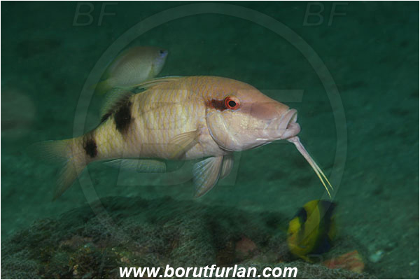 Lembeh strait, Sulawesi, Indonesia, Parupeneus multifasciatus, Parupeneus, Mullidae, Manybar goatfish, Goatfish, Fish