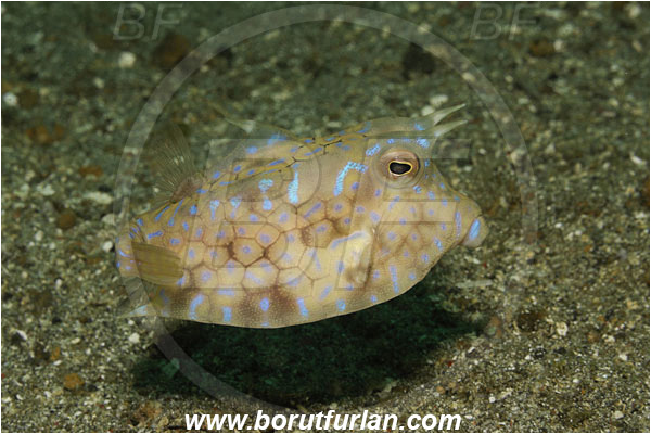 Lembeh strait, Sulawesi, Indonesia, Lactoria cornuta, Lactoria, Ostraciidae, Longhorn cowfish, Cowfish, Fish