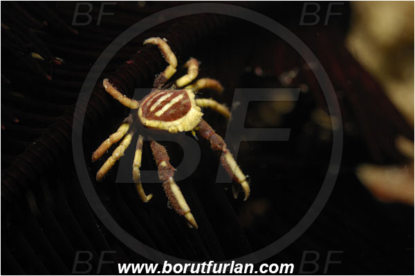 Lembeh strait, Sulawesi, Indonesia, Decapoda, Crab, Crustacea, Crustacean, Unidentified
