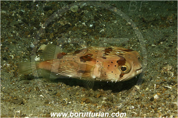 Lembeh strait, Sulawesi, Indonesia, Diodon liturosus, Diodon, Diodontidae, Black-blotched porcupinefish, Porcupinefish, Fish