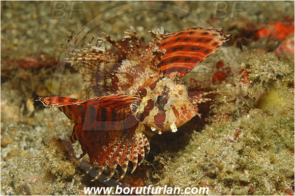 Lembeh strait, Sulawesi, Indonesia, Dendrochirus brachypterus, Dendrochirus, Scorpaenidae, Dwarf lionfish, Lionfish, Scorpionfish, Fish