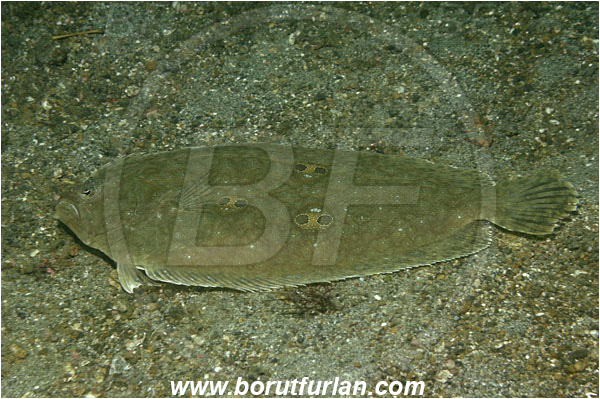 Lembeh strait, Sulawesi, Indonesia, Pseudorhombus dupliciocellatus, Pseudorhombus, Paralichthyidae, Twinspot Flounder, Flounder, Fish