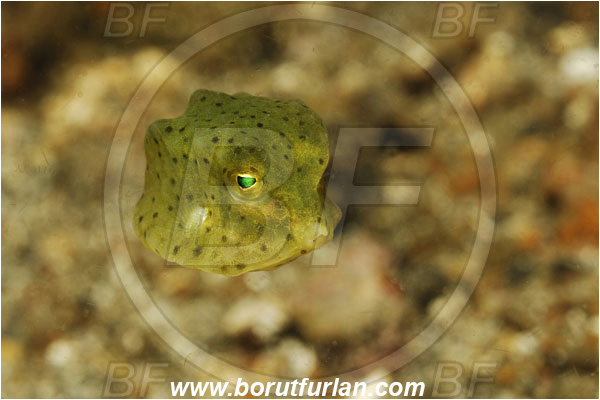 Lembeh strait, Sulawesi, Indonesia, Ostracion cubicus, Ostracion, Ostraciidae, Yellow Boxfish, Boxfish, Juvenile, Fish