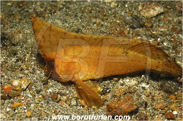 Lembeh strait, Sulawesi, Indonesia, Ablabys taenianotus, Ablabys, Tetrarogidae, Cockatoo waspfish, Waspfish, Fish
