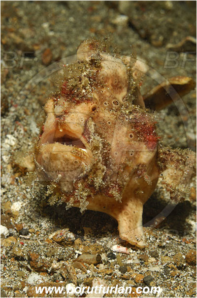 Lembeh strait, Sulawesi, Indonesia, Antennarius maculatus, Antennarius, Antennariidae, Warty frogfish, Frogfish, Fish, Portrait