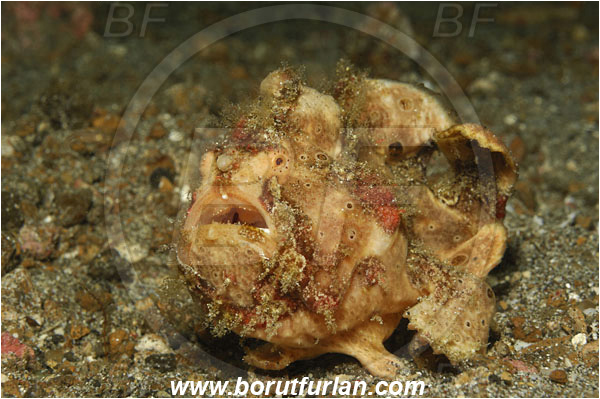 Lembeh strait, Sulawesi, Indonesia, Antennarius maculatus, Antennarius, Antennariidae, Warty frogfish, Frogfish, Fish