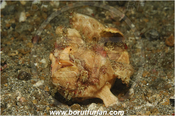 Lembeh strait, Sulawesi, Indonesia, Antennarius maculatus, Antennarius, Antennariidae, Warty frogfish, Frogfish, Fish