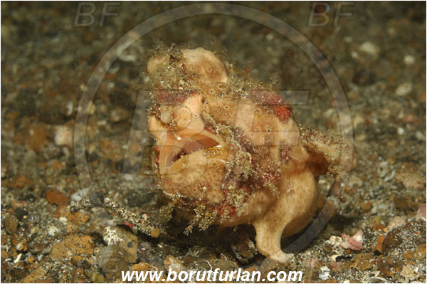 Lembeh strait, Sulawesi, Indonesia, Antennarius maculatus, Antennarius, Antennariidae, Warty frogfish, Frogfish, Fish, Portrait