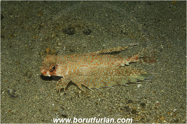 Lembeh strait, Sulawesi, Indonesia, Dactyloptena orientalis, Dactyloptena, Dactylopteridae, Oriental flying gurnard, Flying gurnard, Fish