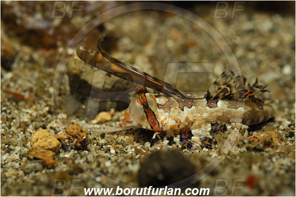 Lembeh strait, Sulawesi, Indonesia, Dactylopus kuiteri, Dactylopus, Callionymidae, Orange & Black Dragonet, Dragonet, Fish, Juvenile