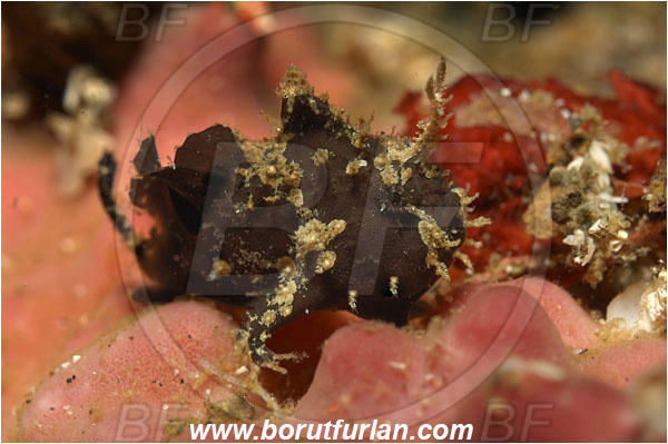 Lembeh strait, Sulawesi, Indonesia, Antennarius pictus, Antennarius, Antennariidae, Painted frogfish, Frogfish, Fish, Juvenile