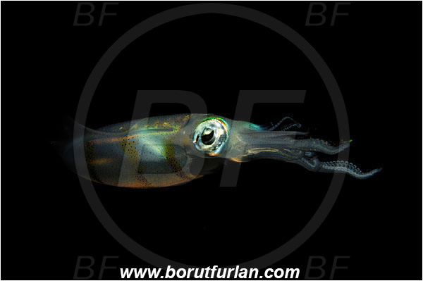 Lembeh strait, Sulawesi, Indonesia, Sepioteuthis lessoniana, Sepioteuthis, Loliginidae, Cephalopoda, Mollusca, Mollusc, Bigfin reef squid, Squid
