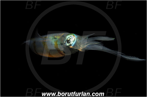 Lembeh strait, Sulawesi, Indonesia, Sepioteuthis lessoniana, Sepioteuthis, Loliginidae, Cephalopoda, Mollusca, Mollusc, Bigfin reef squid, Squid