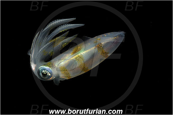 Lembeh strait, Sulawesi, Indonesia, Sepioteuthis lessoniana, Sepioteuthis, Loliginidae, Cephalopoda, Mollusca, Mollusc, Bigfin reef squid, Squid