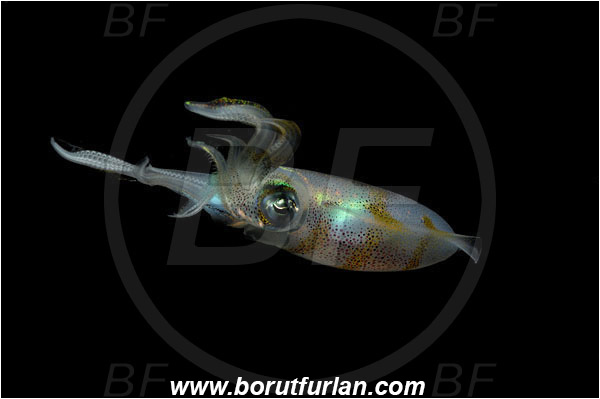 Lembeh strait, Sulawesi, Indonesia, Sepioteuthis lessoniana, Sepioteuthis, Loliginidae, Cephalopoda, Mollusca, Mollusc, Bigfin reef squid, Squid