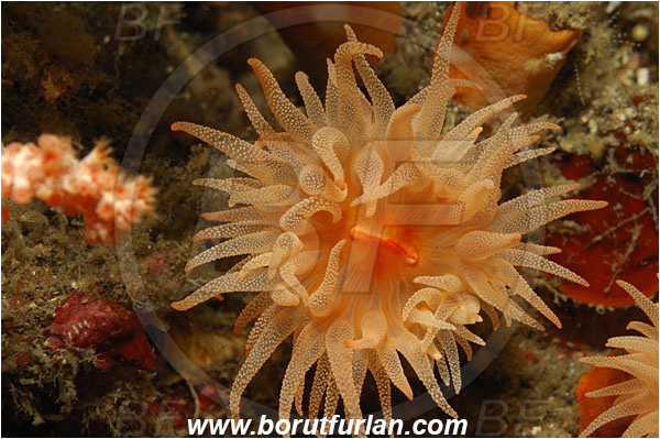 Lembeh strait, Sulawesi, Indonesia, Coral, Anthozoa, Cnidaria, Cnidarian, Unidentified