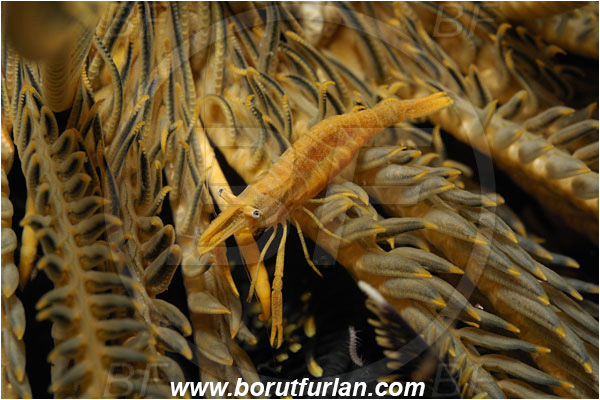 Lembeh strait, Sulawesi, Indonesia, Laomenes amboinensis, Laomenes, Palaemonidae, Ambon Crinoid Shrimp, Shrimp, Decapoda, Crustacea, Crustacean