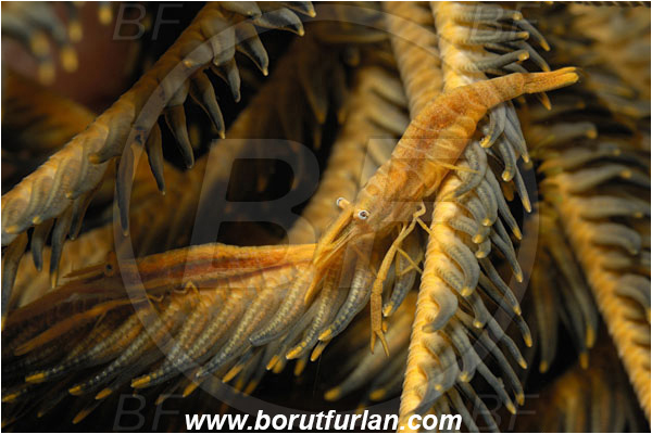 Lembeh strait, Sulawesi, Indonesia, Laomenes amboinensis, Laomenes, Palaemonidae, Ambon Crinoid Shrimp, Shrimp, Decapoda, Crustacea, Crustacean