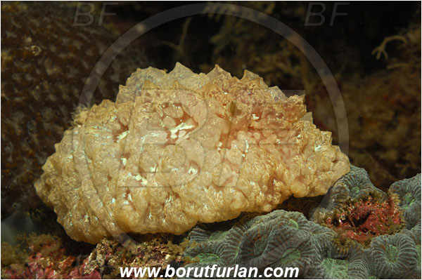 Lembeh strait, Sulawesi, Indonesia, Pleurobranchus sp., Pleurobranchus, Pleurobranchidae, Gastropoda, Mollusca, Mollusc, Pleurobranch, Nudibranch