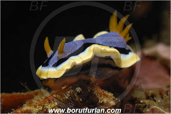 Lembeh strait, Sulawesi, Indonesia, Chromodoris elisabethina, Chromodoris, Elisabeth