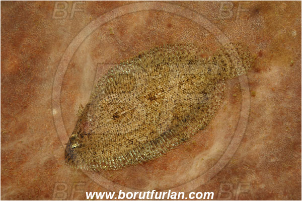 Lembeh strait, Sulawesi, Indonesia, Asterorhombus intermedius, Asterorhombus, Bothidae, Intermediate flounder, Flounder, Fish