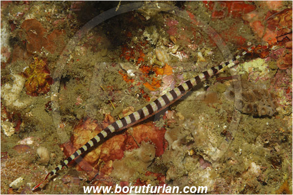 Lembeh strait, Sulawesi, Indonesia, Dunckerocampus dactyliophorus, Dunckerocampus, Syngnathidae, Banded Pipefish, Pipefish, Fish, Eggs
