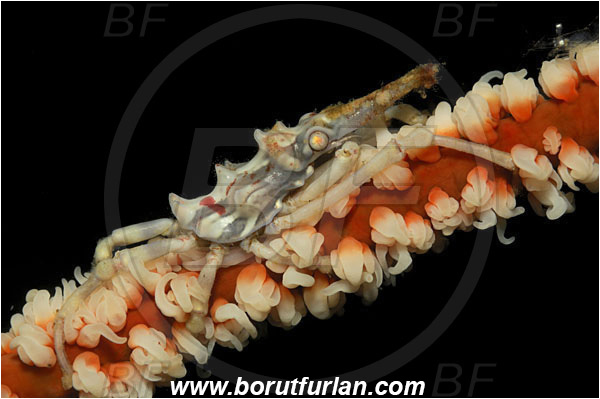 Lembeh strait, Sulawesi, Indonesia, Xenocarcinus tuberculatus, Xenocarcinus, Epialtidae, Decapoda, Whip Coral Spider Crab, Crab, Crustacea, Crustacean