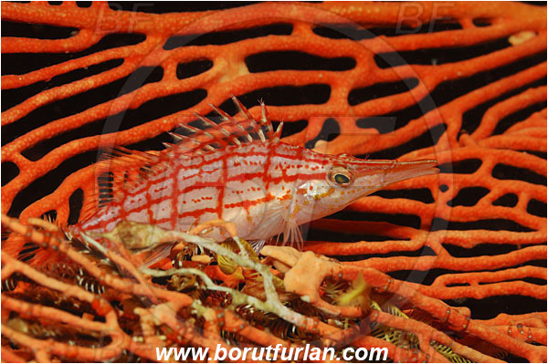 Lembeh strait, Sulawesi, Indonesia, Oxycirrhites typus, Oxycirrhites, Cirrhitidae, Longnose hawkfish, Hawkfish, Fish