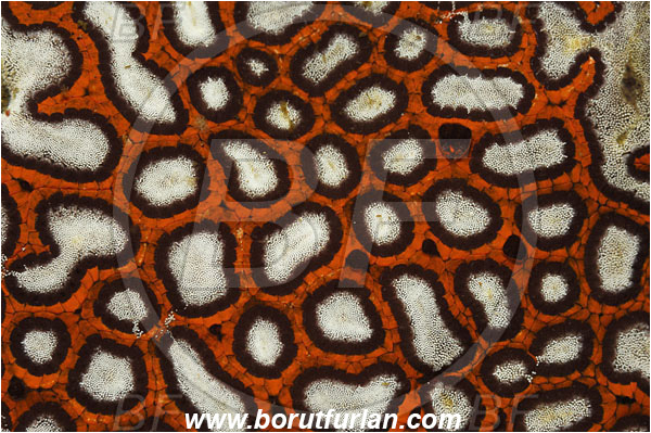 Lembeh strait, Sulawesi, Indonesia, Botrylloides sp., Botrylloides, Styelidae, Colony of Tunicates, Ascidiacea, Tunicata, Tunicate, Abstract