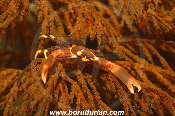 Lembeh strait, Sulawesi, Indonesia, Quadrella sp., Quadrella, Trapeziidae, Decapoda, Coral Crab, Crab, Crustacea, Crustacean