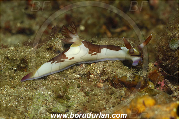 Lembeh strait, Sulawesi, Indonesia, Nembrotha purpureolineata, Nembrotha, Polyceridae, Nembrotha Nudibranch, Purple-lined Nembrotha, Dorid Nudibranch, Nudibranch, Sea slug, Mollusca, Mollusc